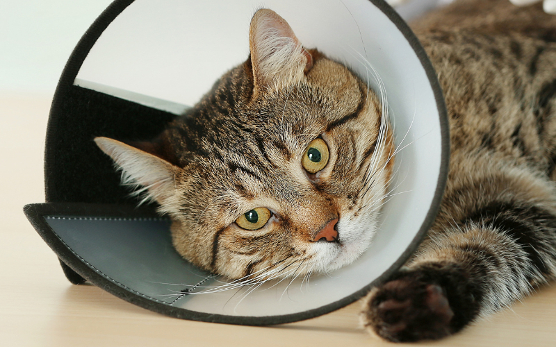 THE SACK PACK (Pet Edition)